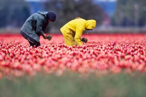 Jobs Abroad with Visa Sponsorship – Apply Now